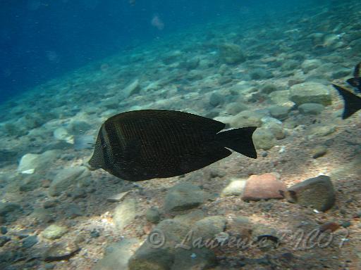chirurgien voilier - Zebrasoma desjadinii (2).JPG